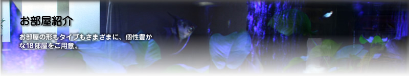 �������Ҳ�