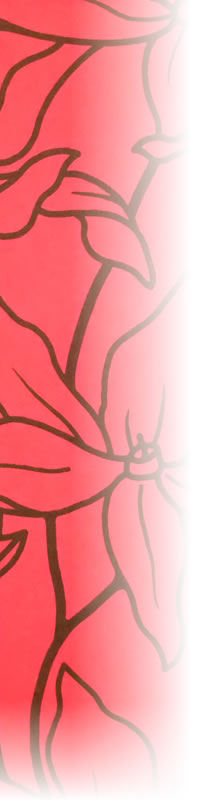 �������Ҳ�